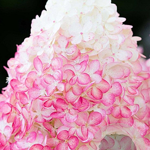 Hydrangea pan. Living Pink & Rose 30-40 cm 3,0L