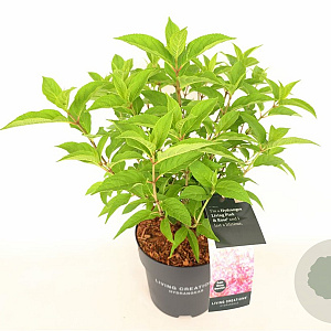 Hydrangea pan. Living Pink & Rose 30-40 cm 3,0L