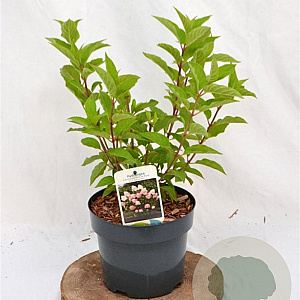Hydrangea pan. Living Pink & Rose 30-40 cm 3,0L