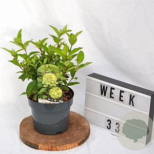 Hydrangea pan. Magical Candle 40-50 cm 3,0L