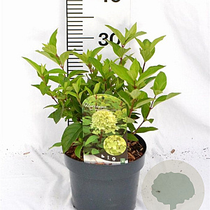 Hydrangea pan. Magical Candle 40-50 cm 3,0L