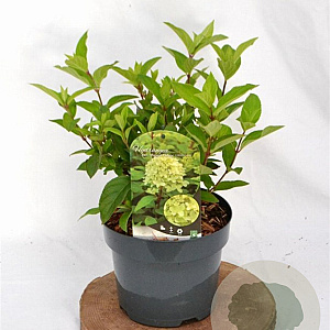 Hydrangea pan. Magical Candle 40-50 cm 3,0L