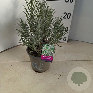 Lavandula ang. 'Alba' 25-30 cm P15