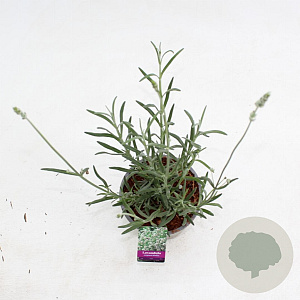 Lavandula ang. 'Alba' 25-30 cm P15