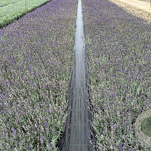 Lavandula ang. 'Hidcote' 15-20 cm C1