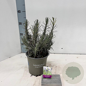 Lavandula ang. 'Munstead' 25-30 cm P15