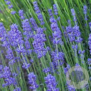 Lavandula ang. 'Peter Pan' GM P9