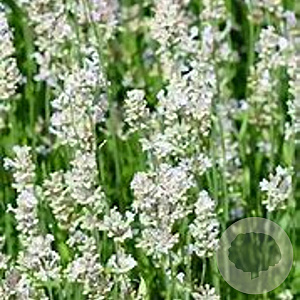 Lavandula ang. 'Silbermöwe' GM P9