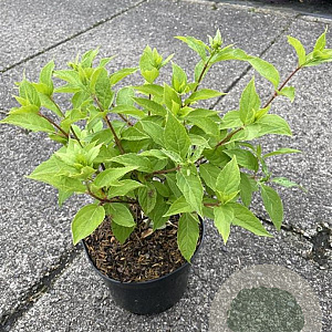 Hydrangea pan. 'Phantom' 40-60 cm 3,0L