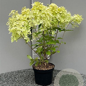 Hydrangea pan. 'Phantom' 40-60 cm 3,0L