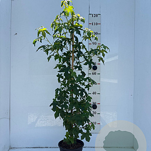 Liquidambar styraciflua 100-125 cm 5,0L