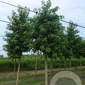 Liquidambar styraciflua 25-30 HO draadkluit 250 cm stam