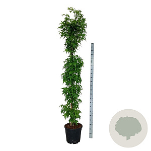 Liquidambar s. 'SlenderSilhouette' 225-250 cm 30L extra