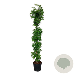 Liquidambar s. 'SlenderSilhouette' 225-250 cm 30L extra