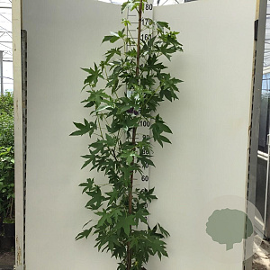 Liquidambar s. 'Worplesdon' 175-200 cm 7,5L Gestokt