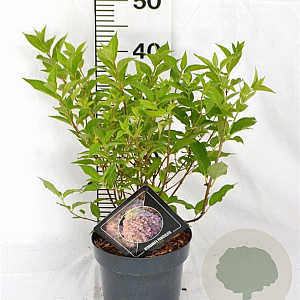 Hydrangea pan. Pixio 30-40 cm 3,0L