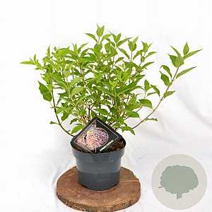 Hydrangea pan. Pixio 30-40 cm 3,0L