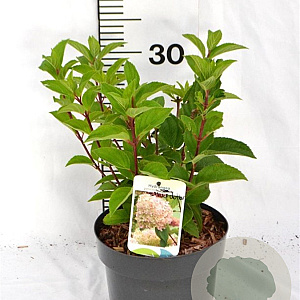 Hydrangea pan. 'Silver Dollar' 40-50 cm 3,0L