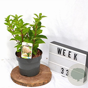 Hydrangea pan. 'Silver Dollar' 40-50 cm 3,0L