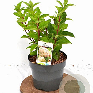 Hydrangea pan. 'Silver Dollar' 40-50 cm 3,0L