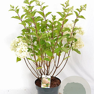 Hydrangea pan. 'Silver Dollar' 40-60 cm 5,0L