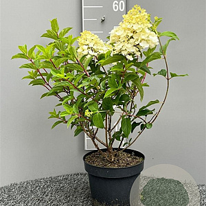 Hydrangea pan. 'Silver Dollar' 40-60 cm 5,0L