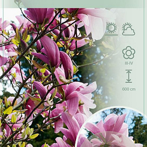 Magnolia 'Galaxy' 120 cm stam 10L