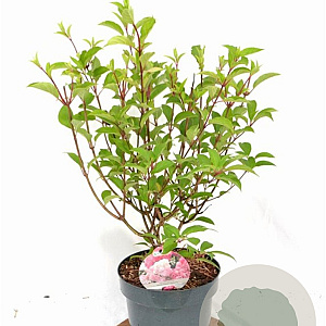 Hydrangea pan. Vanille-Fraise 40-60 cm 5,0L