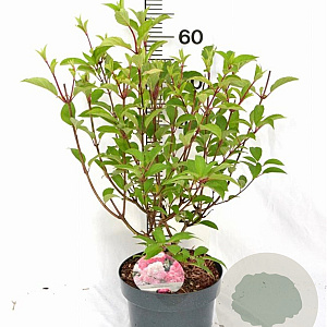 Hydrangea pan. Vanille-Fraise 40-60 cm 5,0L