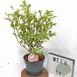 Hydrangea pan. Vanille-Fraise 40-60 cm 5,0L