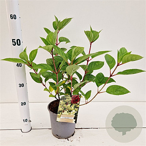 Hydrangea pan. 'Wim's Red' 25-30 cm 2,5L