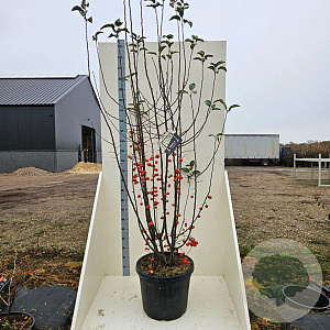 Malus 'Evereste' 200-250 cm cont. 55L meerstammig