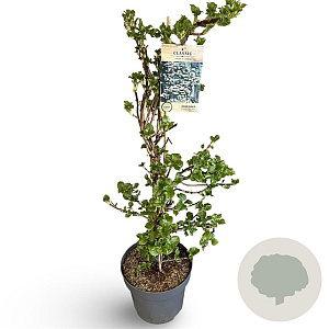 Hydrangea anomala petiolaris 80-100 cm 12L gebonden