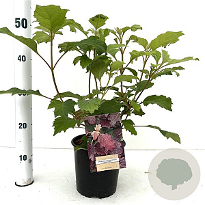 Hydrangea querc. 'Burgundy' 30-40 cm 2,5L