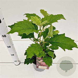 Hydrangea querc. 'Burgundy' 30-40 cm 2,5L