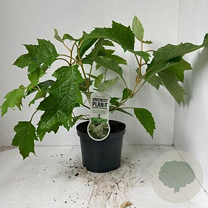 Hydrangea querc. 'Harmony' 30-40 cm 3,0L