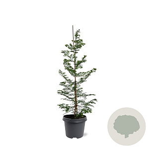 Metasequoia glyptostroboides 80-100 cm 5,0L