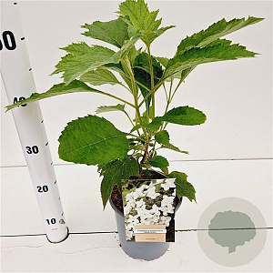 Hydrangea querc. 'Snow Giant' 30-40 cm 2,5L