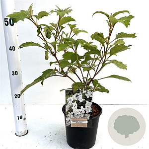 Hydrangea querc. 'Snow Giant' 30-40 cm 2,5L