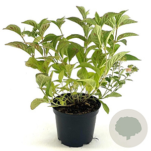 Hydrangea serrata koreana 30-40 cm 3,0L