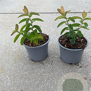 Hypericum calycinum 10-15 cm C1.3