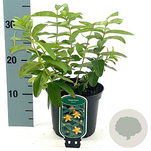 Hypericum calycinum 20-25 cm 2,0L