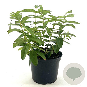 Hypericum calycinum 20-25 cm 2,0L