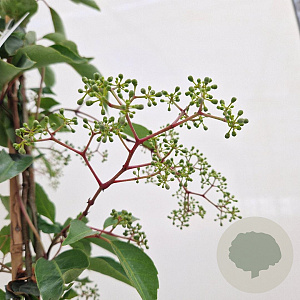 Parthenocissus henryana 70-80 cm 2,5L