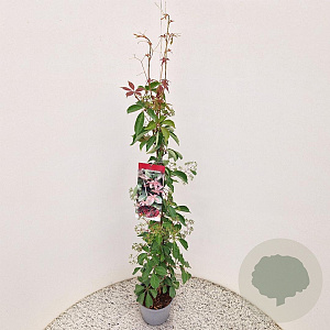 Parthenocissus henryana 70-80 cm 2,5L