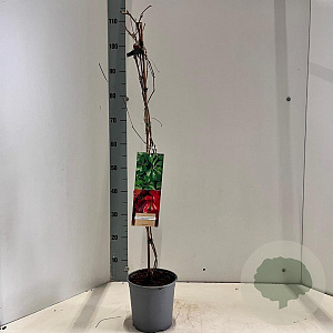 Parthenocissus quinq.engelmannii 70-80 cm rozenpot 2L