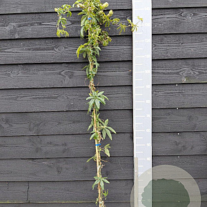 Passiflora caerulea 150-175 cm vierkant rond 5,5L