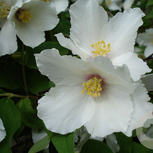 Philadelphus floridus GM P9