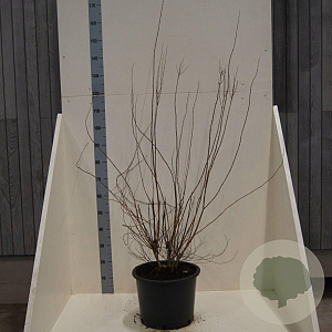 Philadelphus 'Lemoinei' 125-150 cm 20L