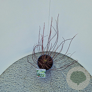 Philadelphus 'Manteau d'Hermine' 40-50 cm 3,0L